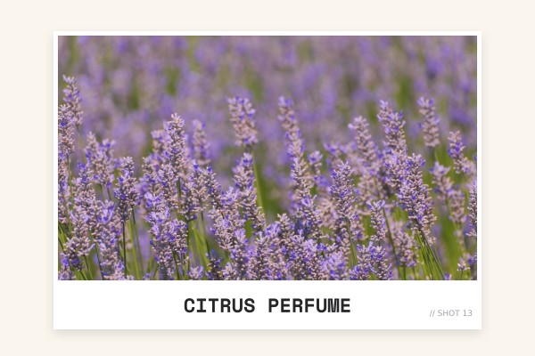 citrus perfume