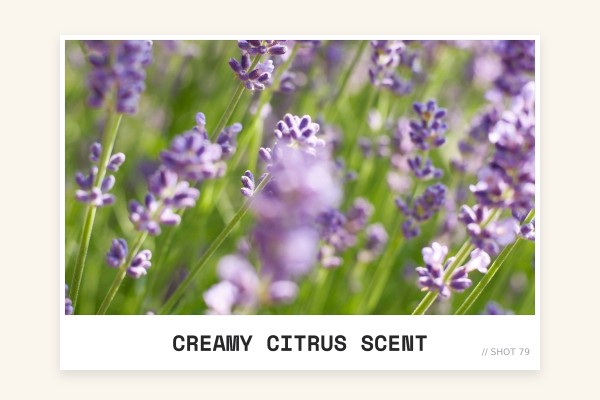 creamy citrus scent