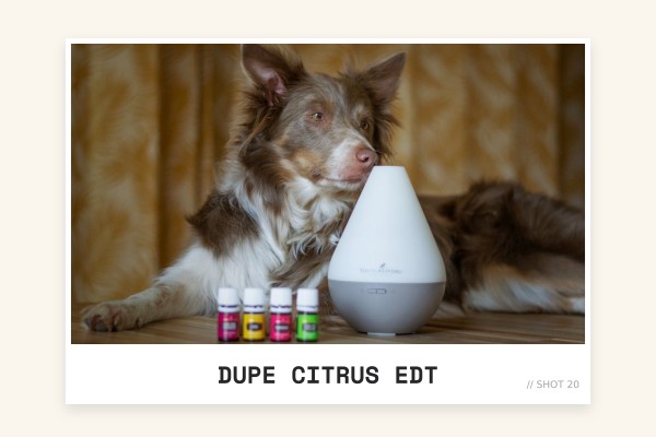 dupe citrus edt